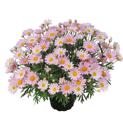 Argyranthemum Marguerite Daisy 'Lollies' Series
