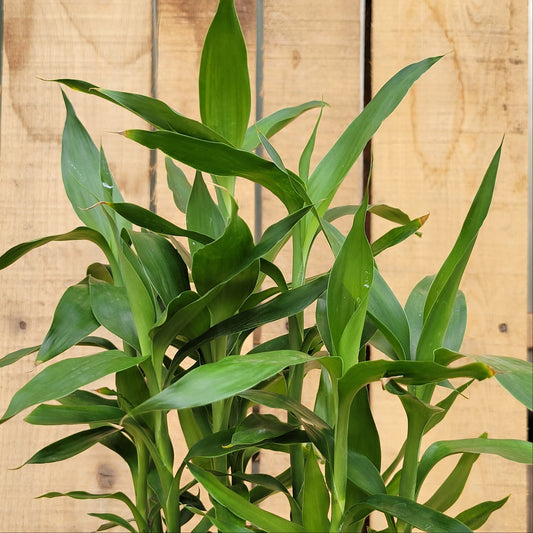 Dracaena 'Lucky Bamboo' In Pot