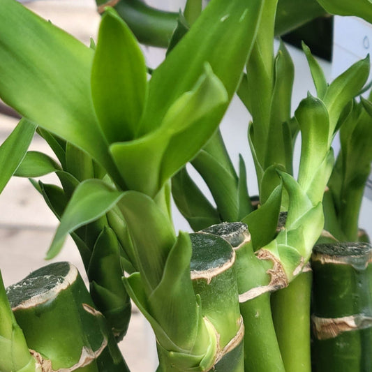 Dracaena 'Lucky Bamboo'