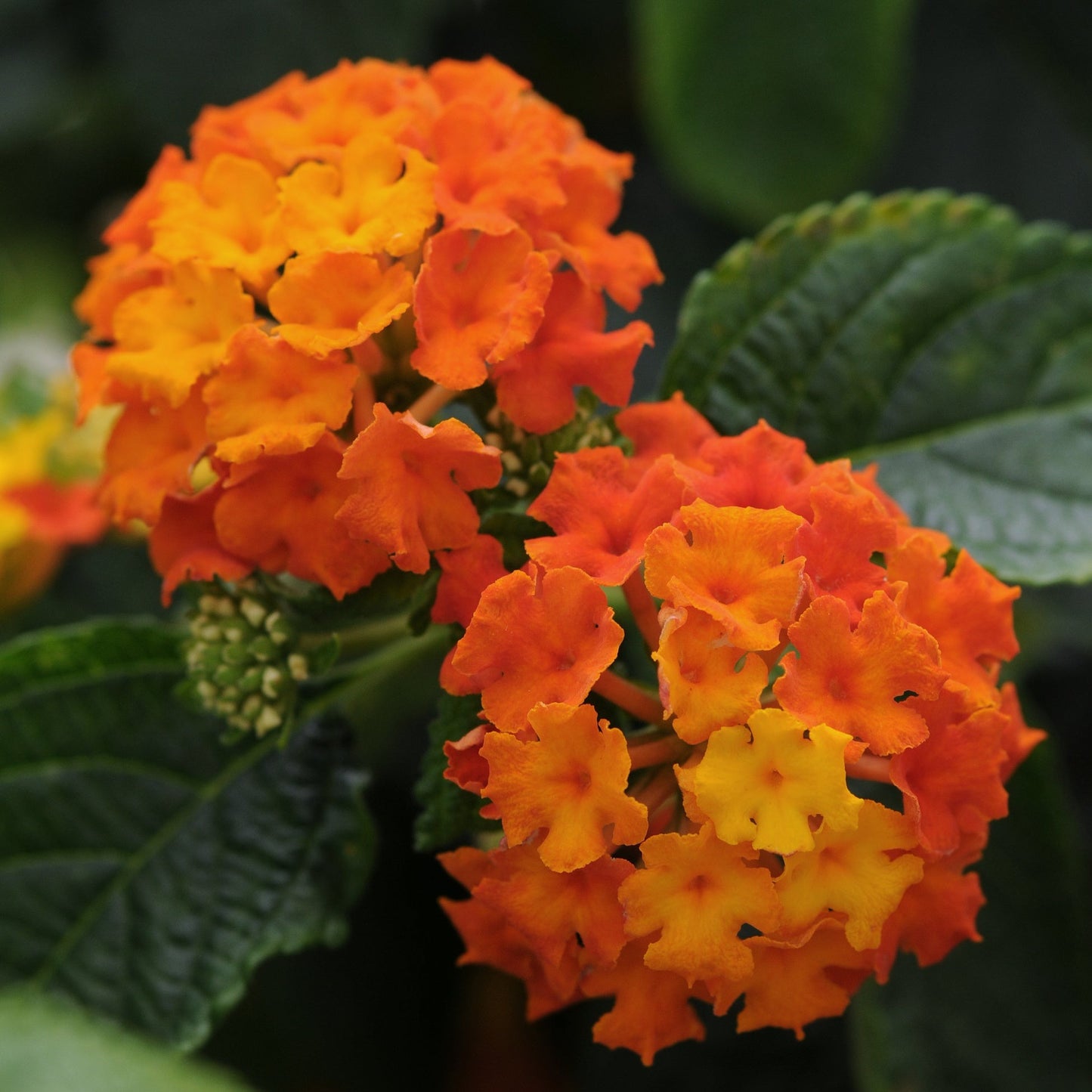 Lantana 'Little Lucky™'