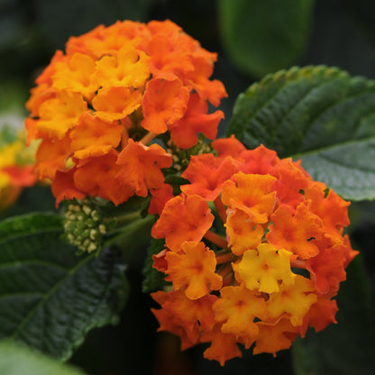 Lantana 'Lucky™'