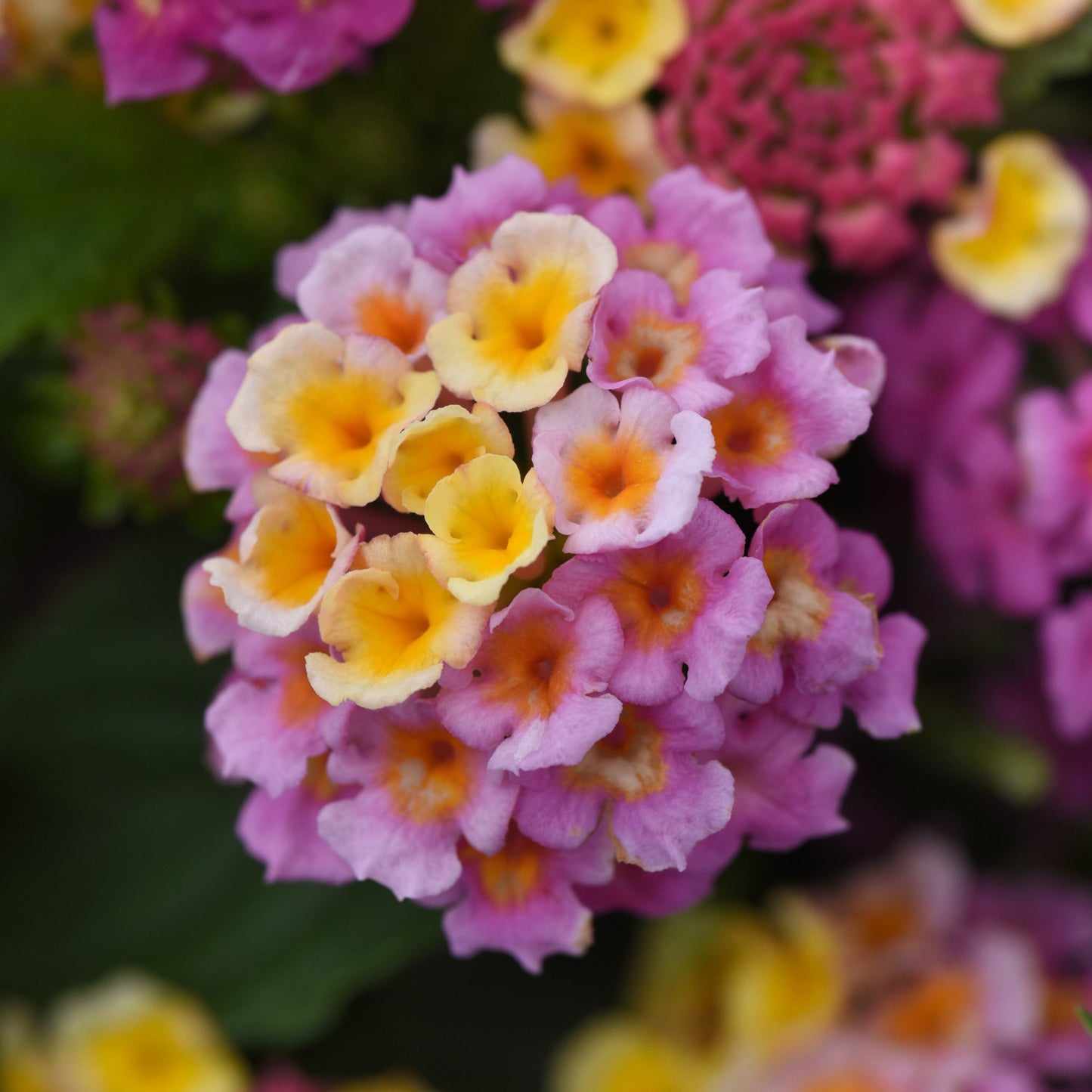 Lantana 'Lucky™'