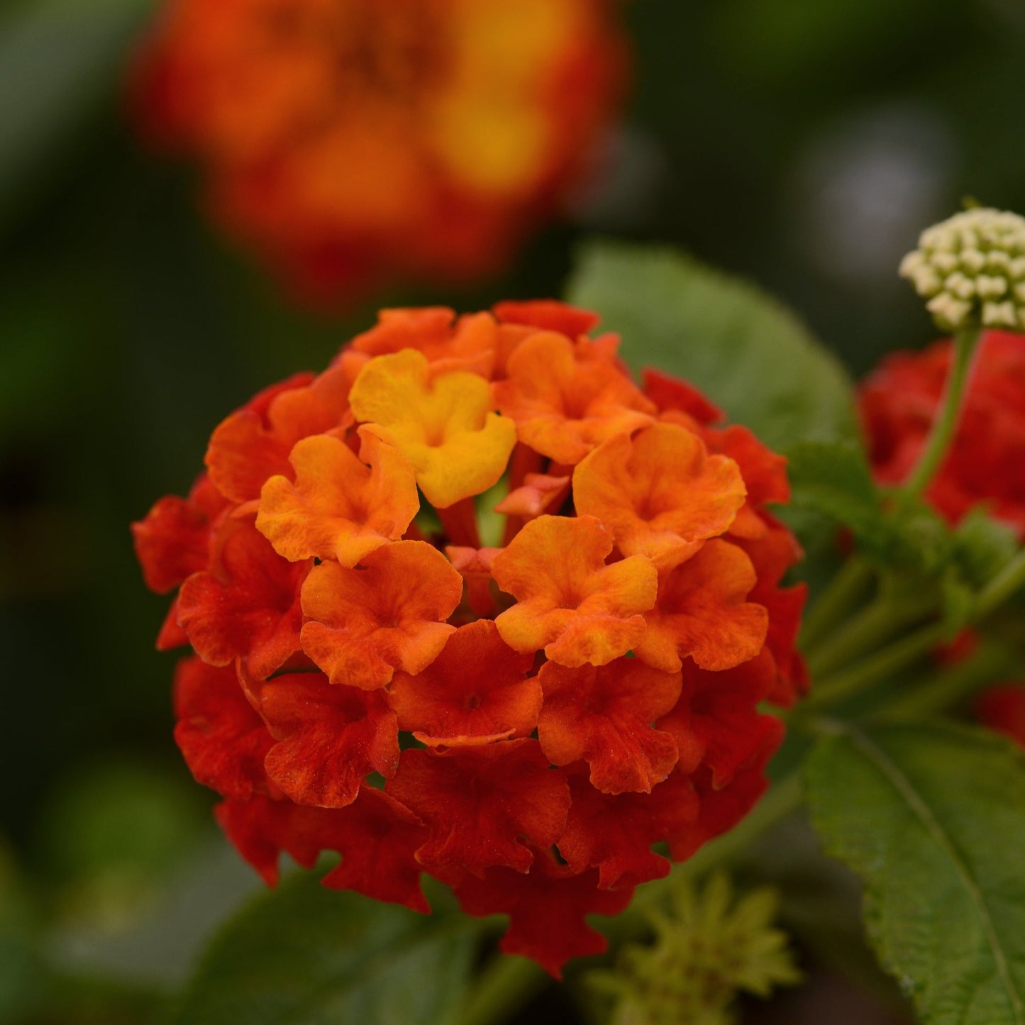 Lantana 'Lucky™'