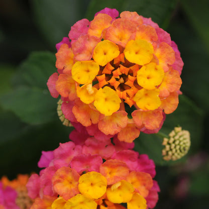 Lantana 'Lucky™'