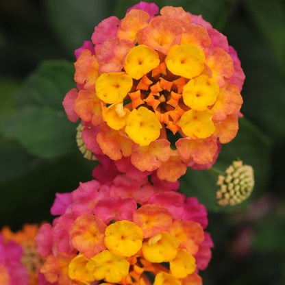 Lantana 'Lucky™'