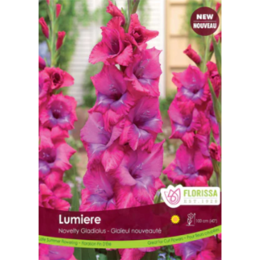 Bulbs Gladiolus Novelty Lumiere 8/Pkg.