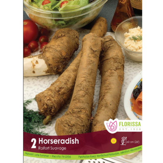 Roots Horseradish 2/Pkg.