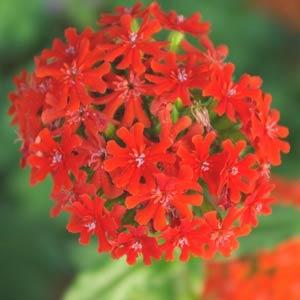 Maltese Cross