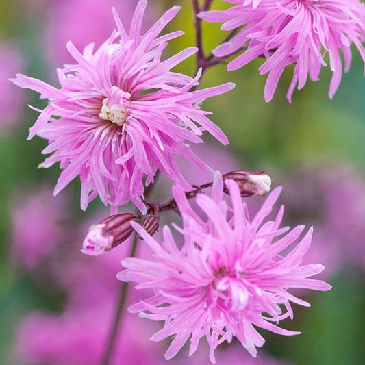 Ragged Robin 'Petite'