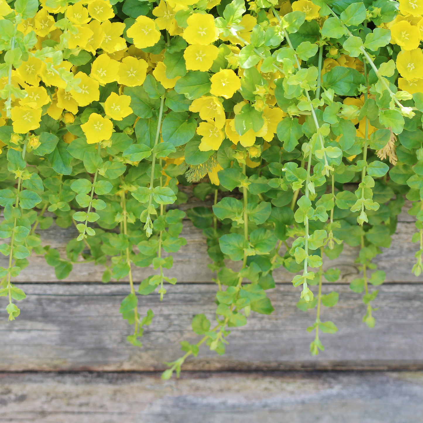 Lysimachia 'Creeping Jenny'