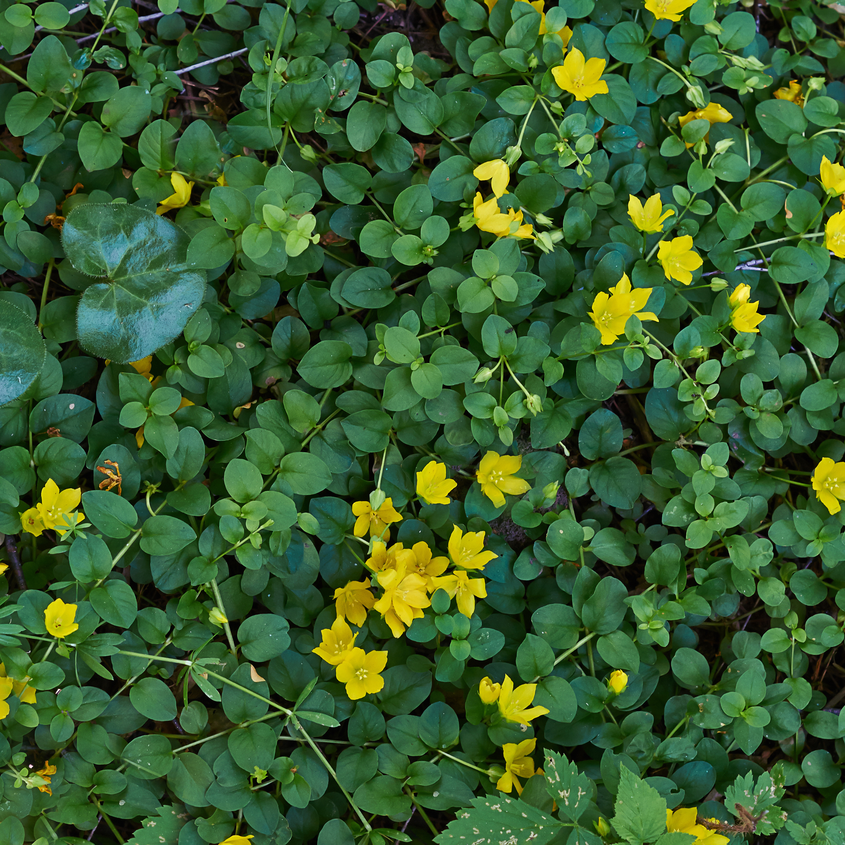 Lysimachia 'Creeping Jenny'