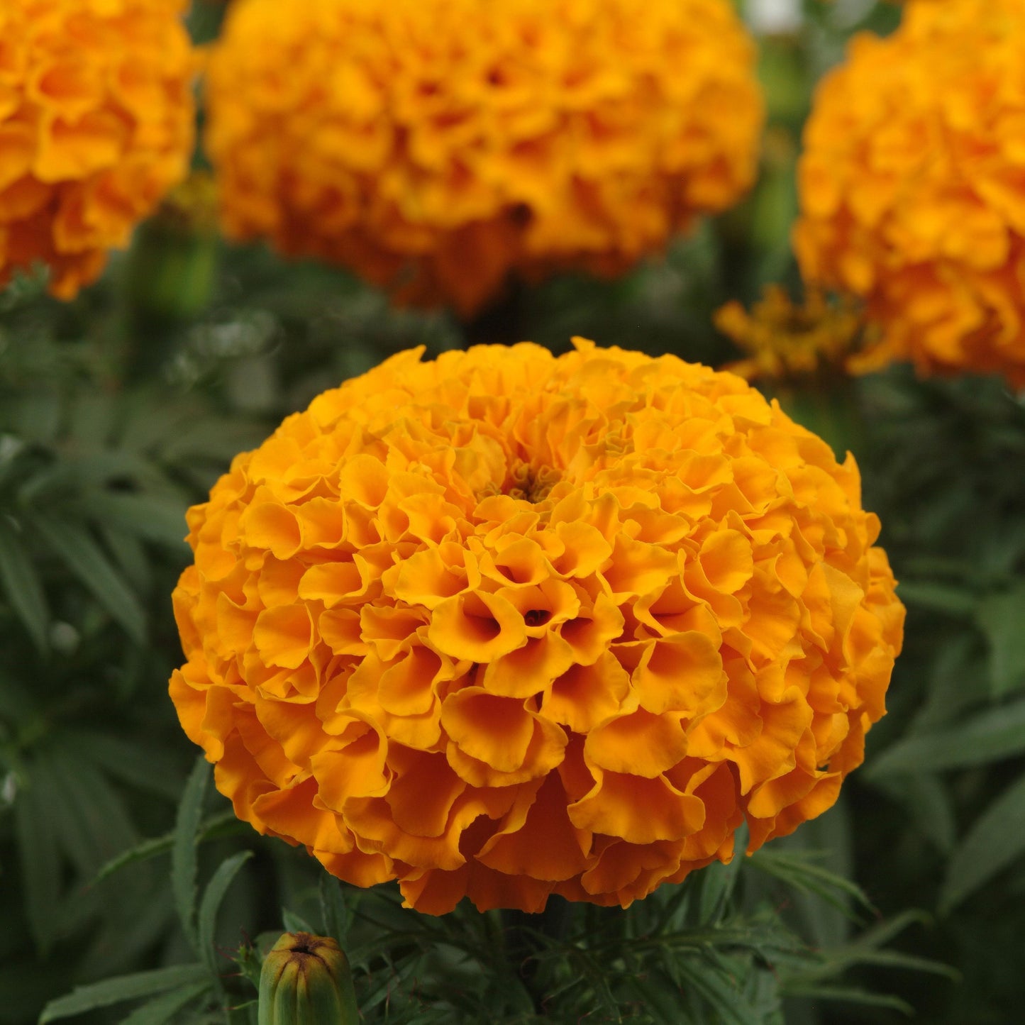 Marigold 'Taishan®' African