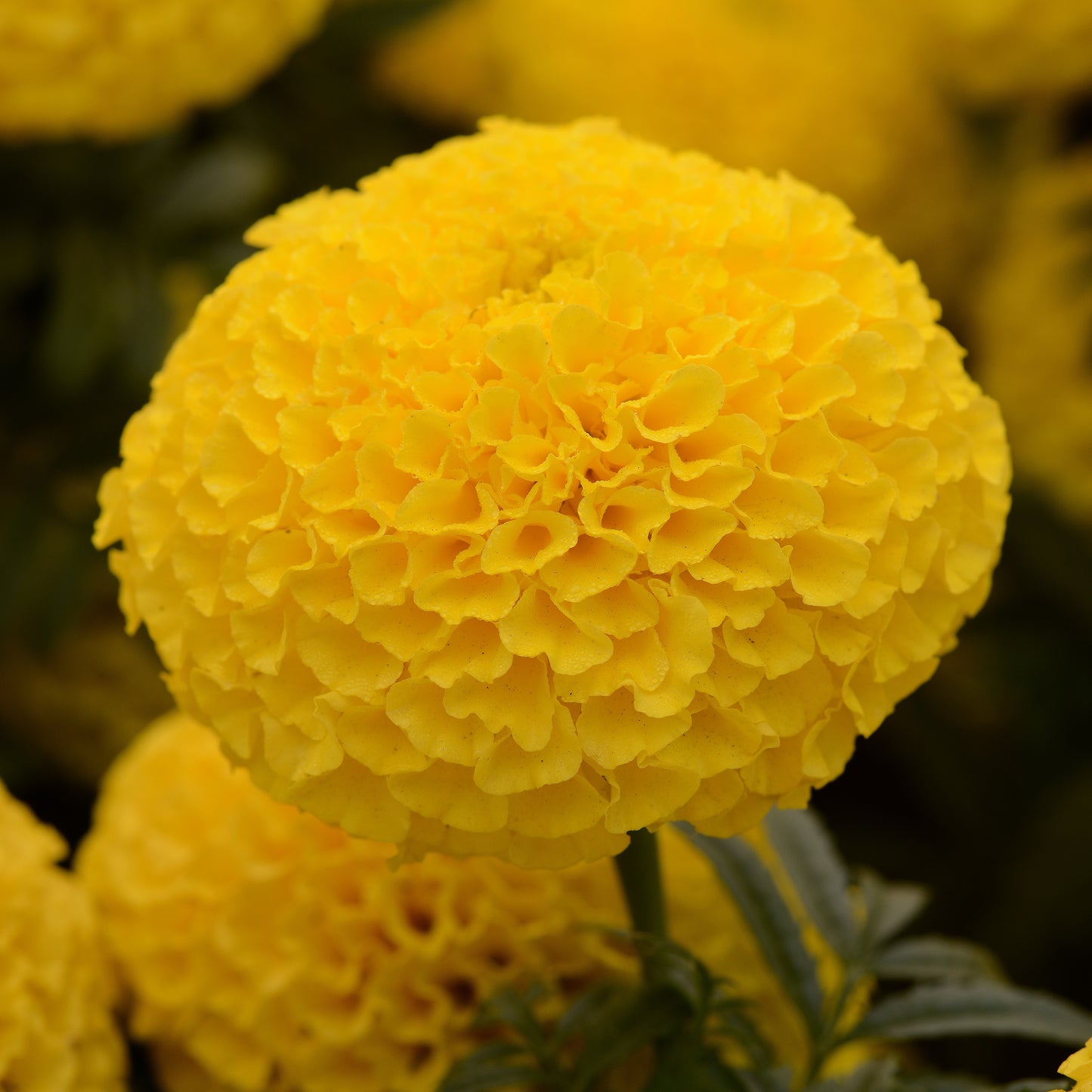 Marigold 'Taishan®' African