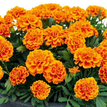 Marigold 'Super Hero' French