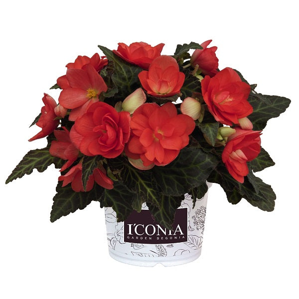 Begonia I'CONIA®