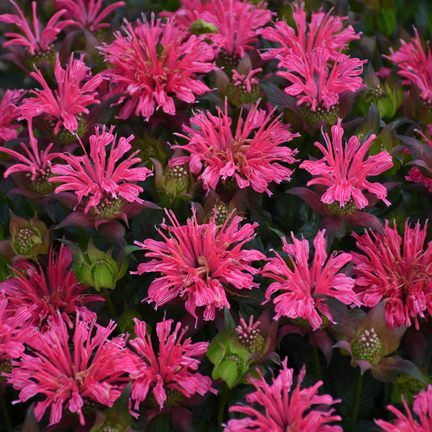 Bee Balm 'Pardon My' Series