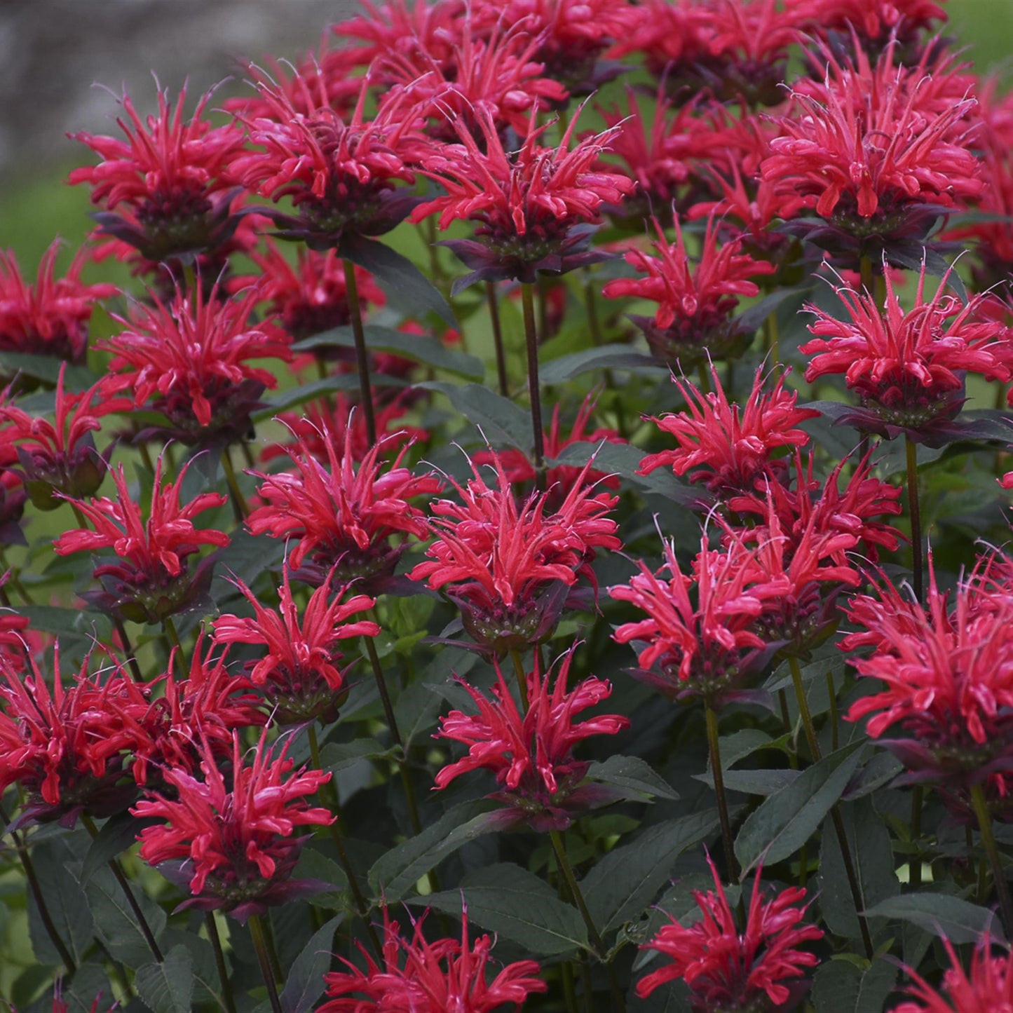 Bee Balm 'Upscale'