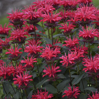 Bee Balm 'Upscale'