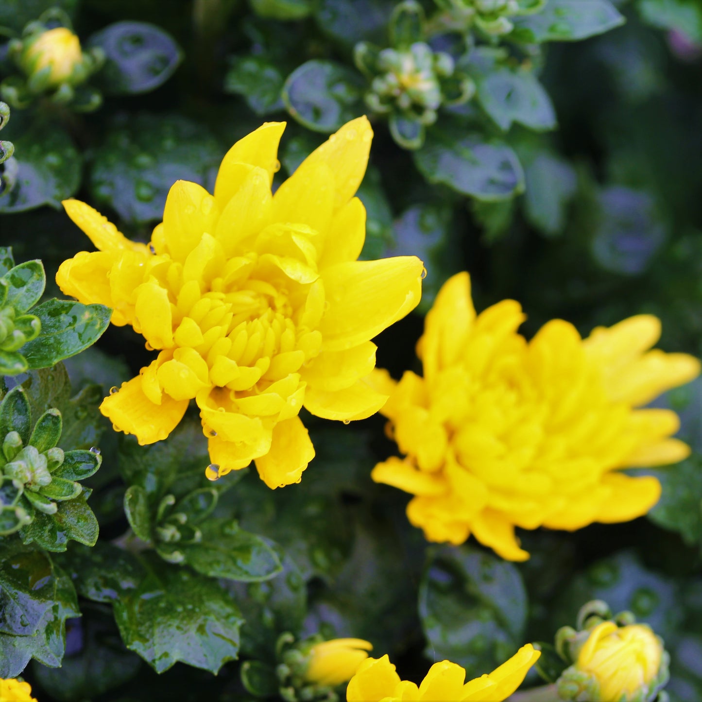 Fall Chrysanthemums 8"