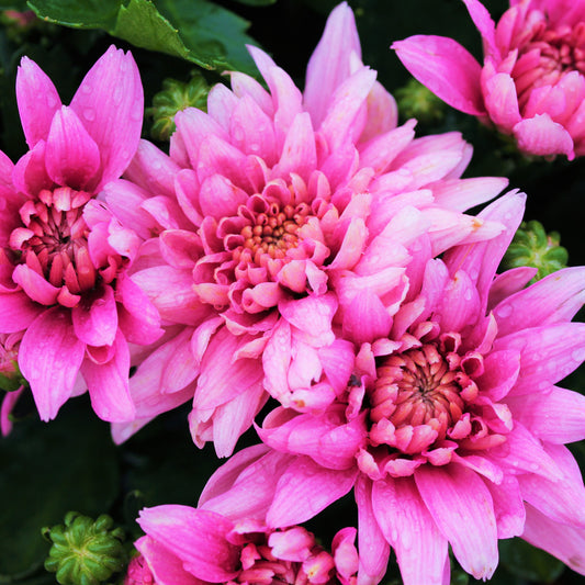 Fall Chrysanthemums 10"