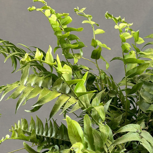 Macho Fern