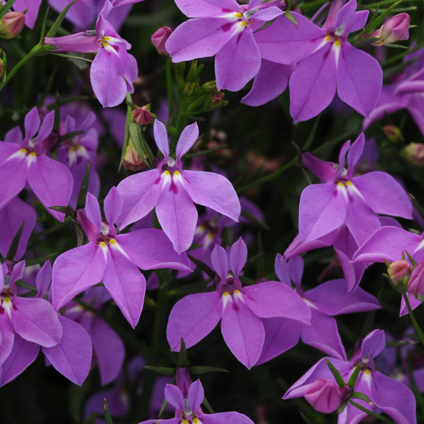 Lobelia 'Magadi™'