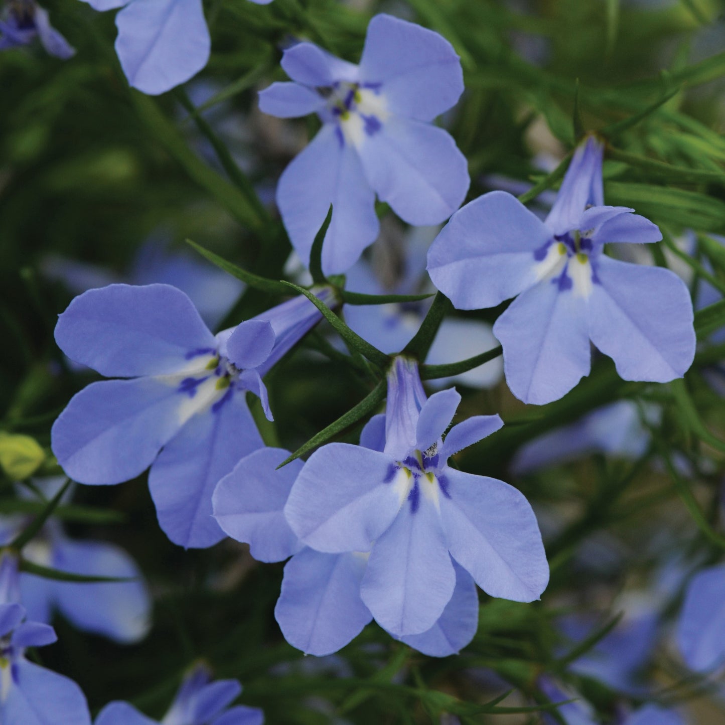 Lobelia 'Magadi™'
