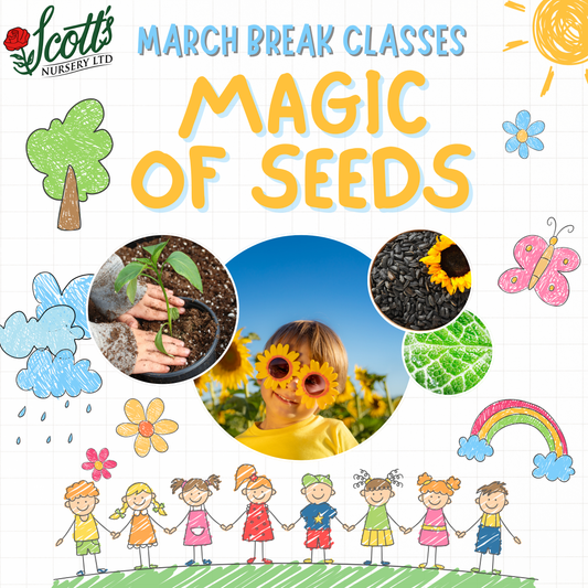 The Magic of Seeds