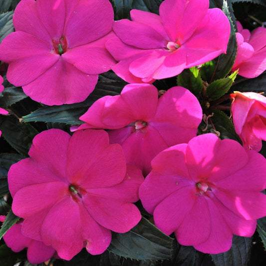 New Guinea Impatiens 'Magnum'