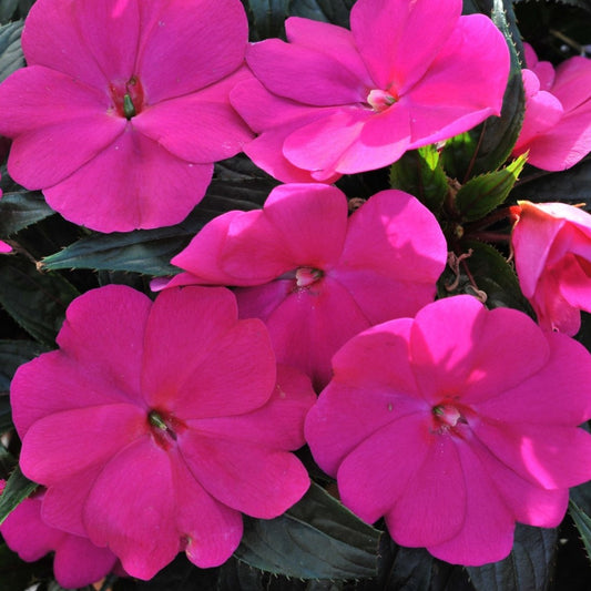 Impatiens New Guinea