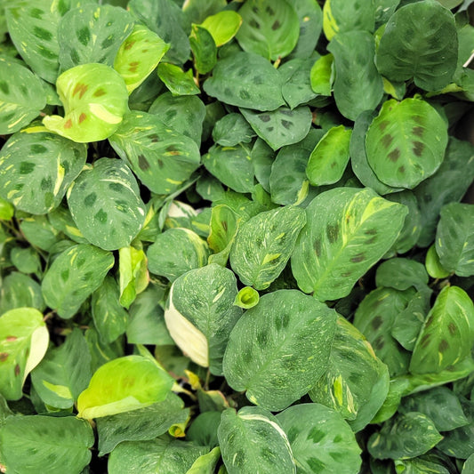 Maranta 'Beauty Kim'