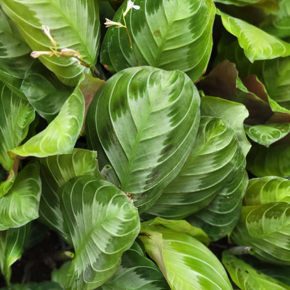 Maranta 'Silver Band'