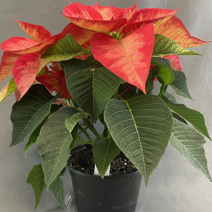 Poinsettia/Princettia