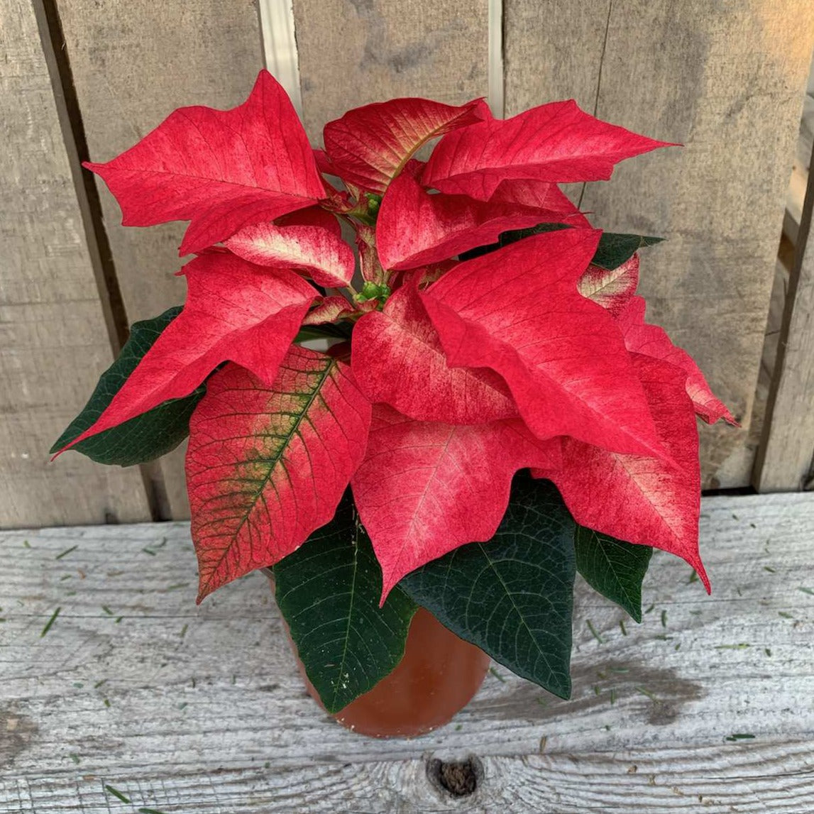 Poinsettia/Princettia