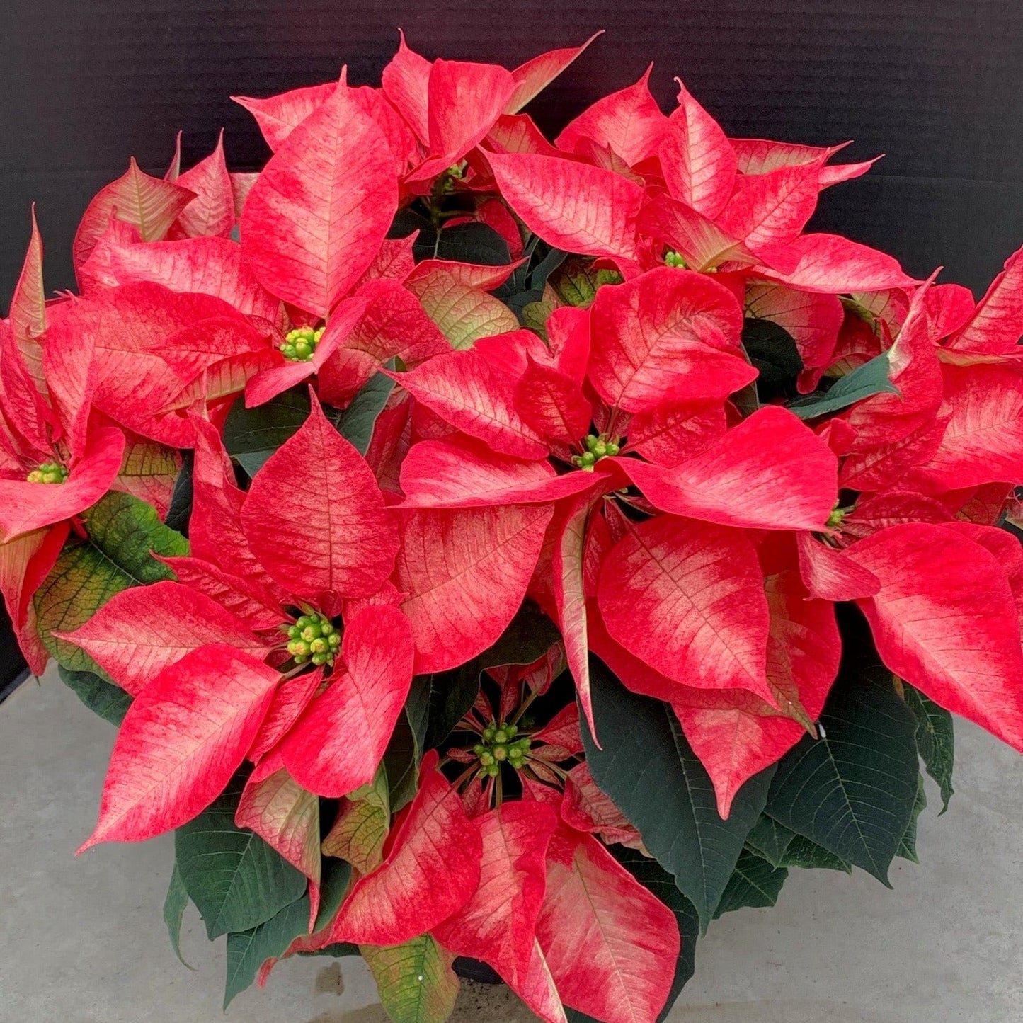 Poinsettia/Princettia