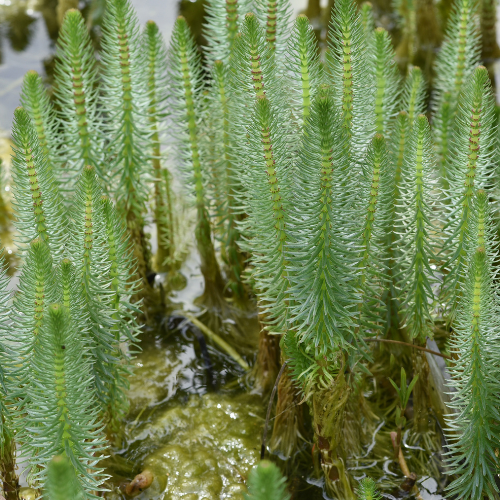Mare’s Tail