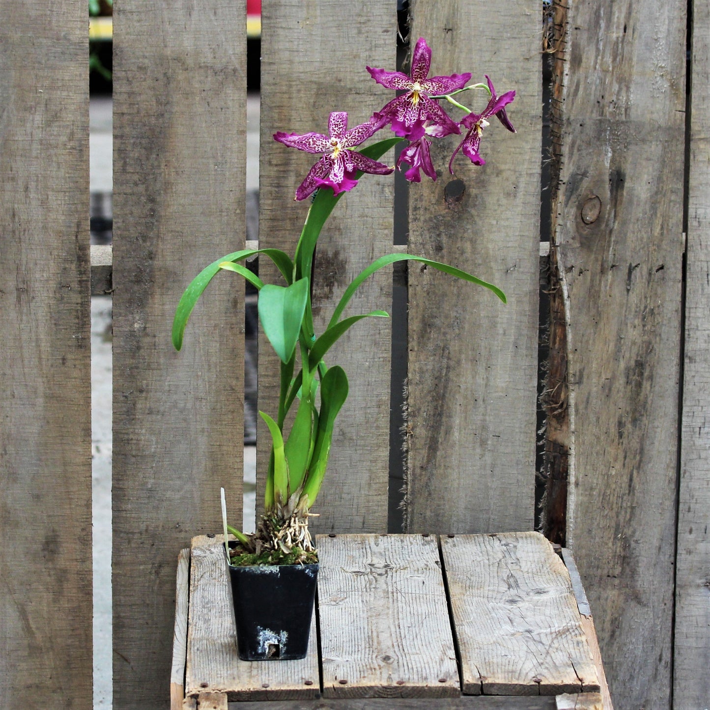 Oncidium Orchid