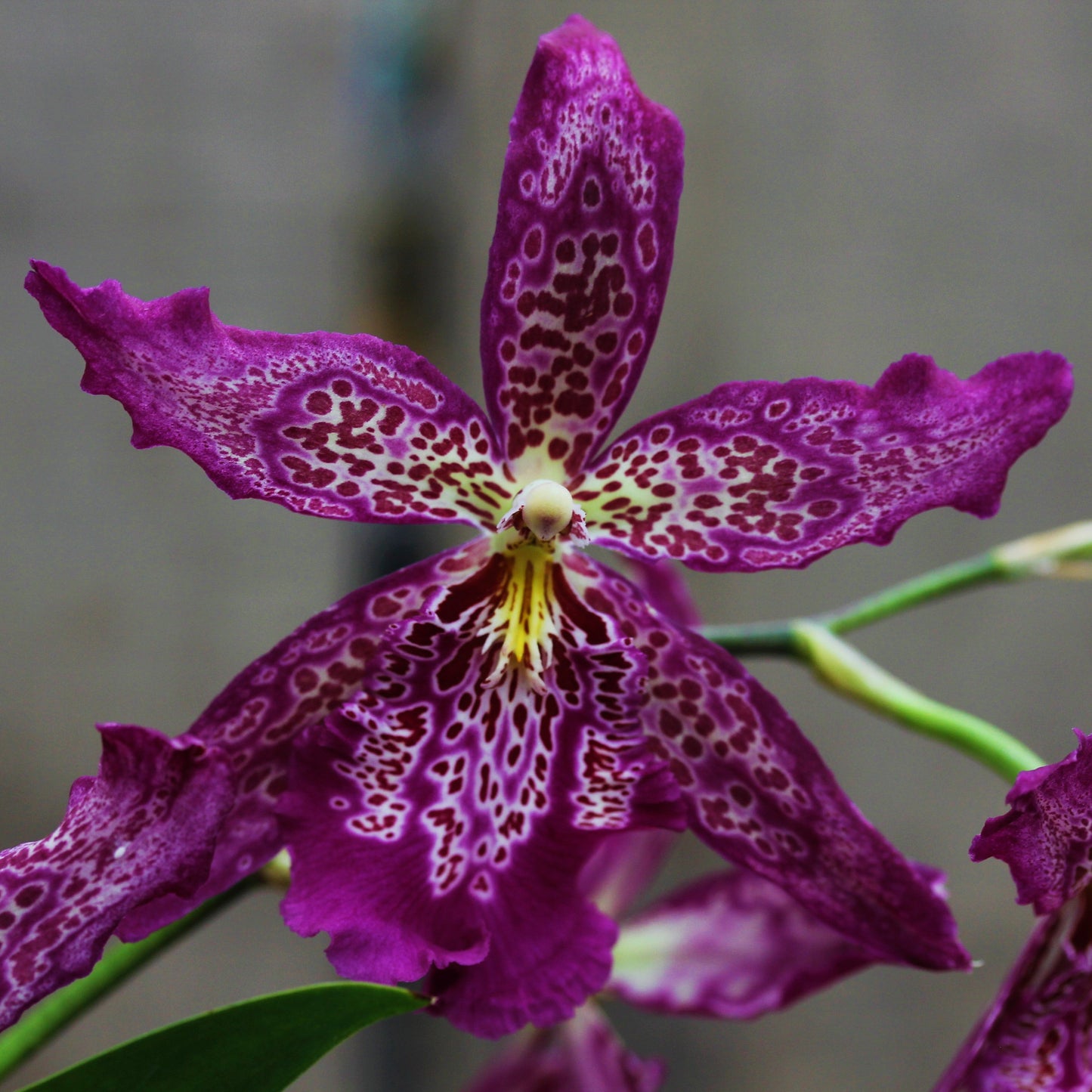 Oncidium Orchid
