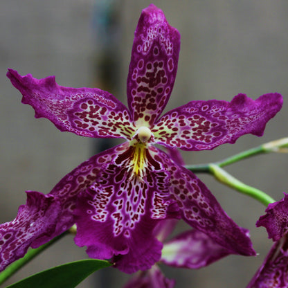 Oncidium Orchid