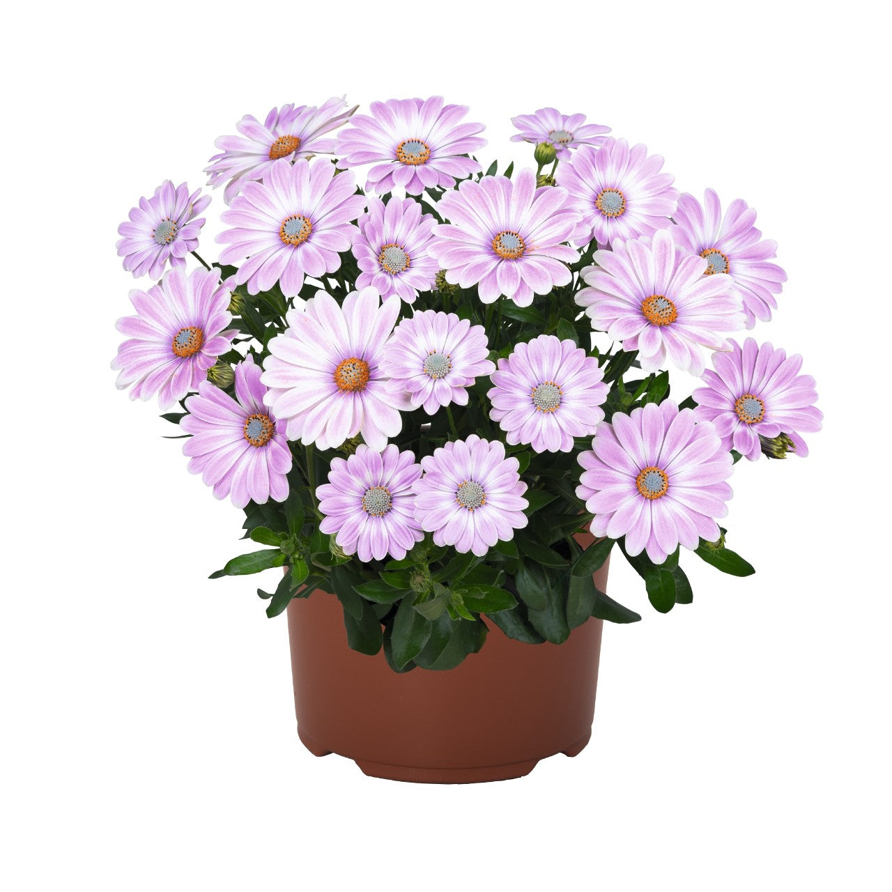 Osteospermum African Daisy 'Margarita'