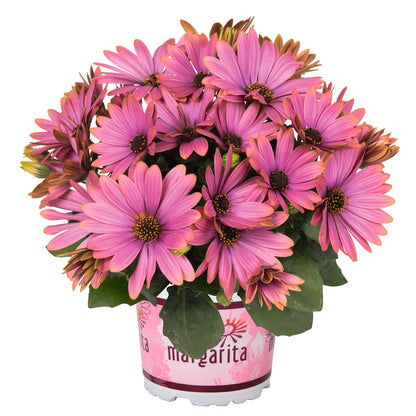 Osteospermum African Daisy 'Margarita'