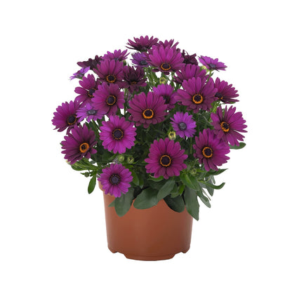 Osteospermum African Daisy 'Margarita'