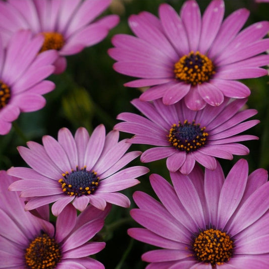 Osteospermum African Daisy 'Margarita'