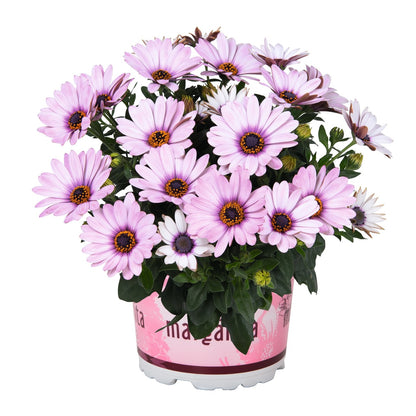 Osteospermum African Daisy 'Margarita'