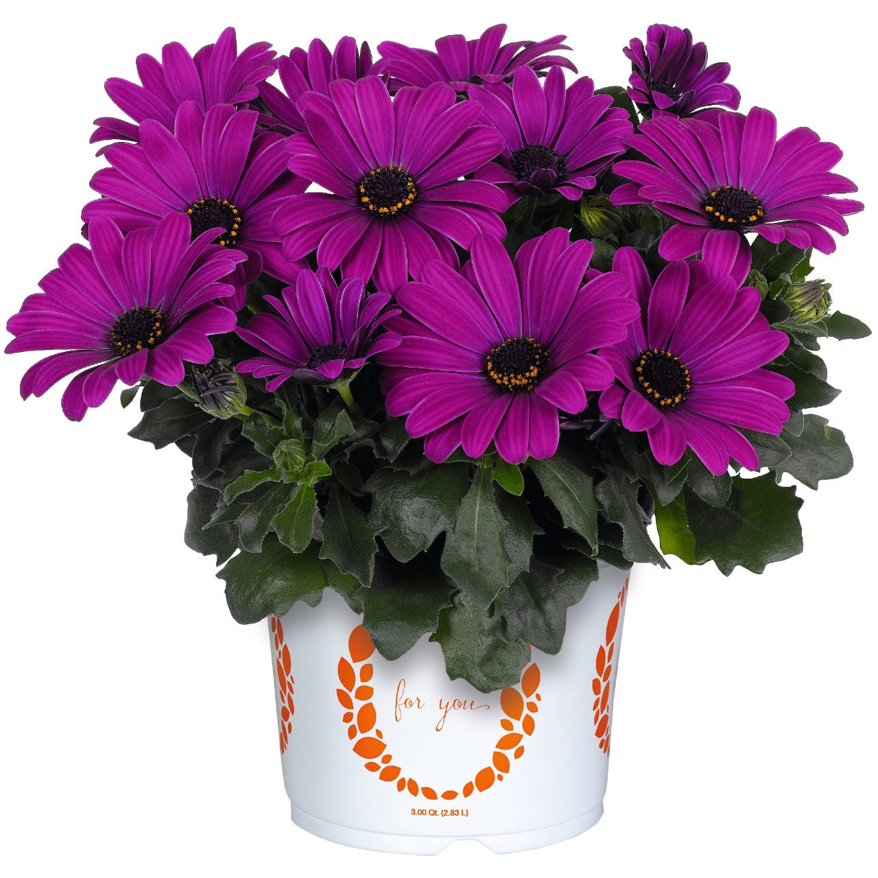 Osteospermum African Daisy
