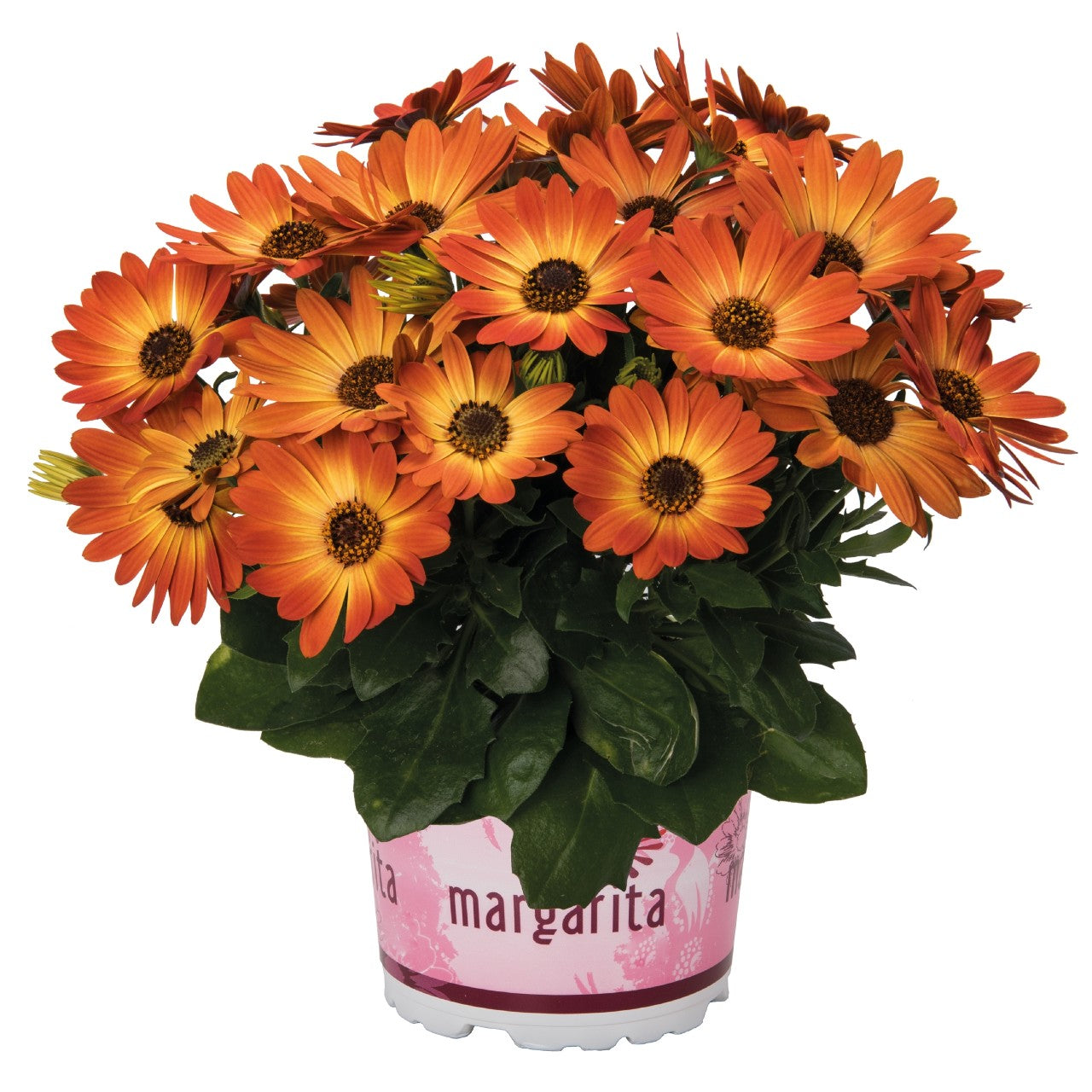 Osteospermum African Daisy