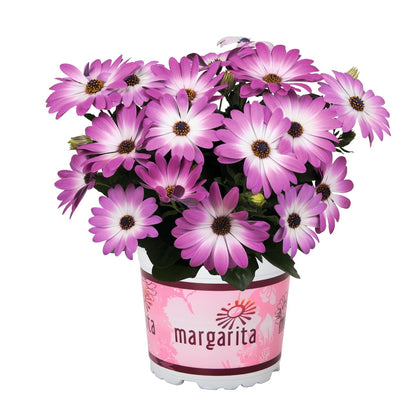 Osteospermum African Daisy 'Margarita'