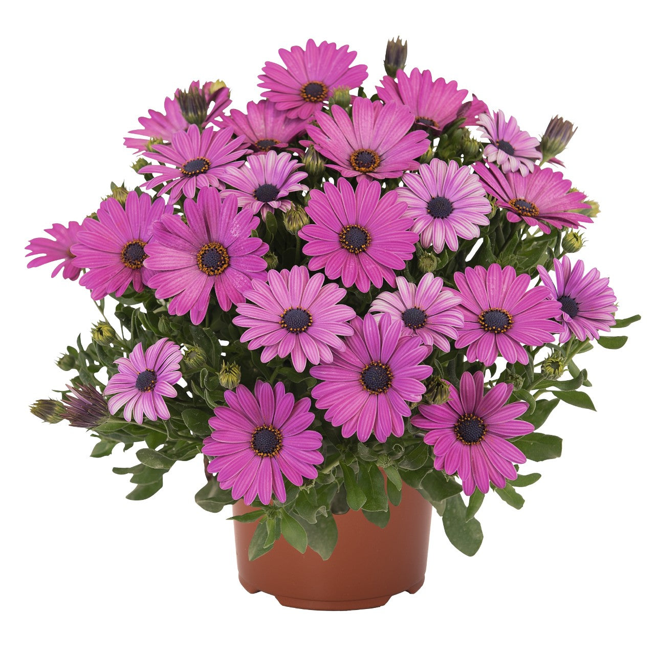 Osteospermum African Daisy 'Margarita'