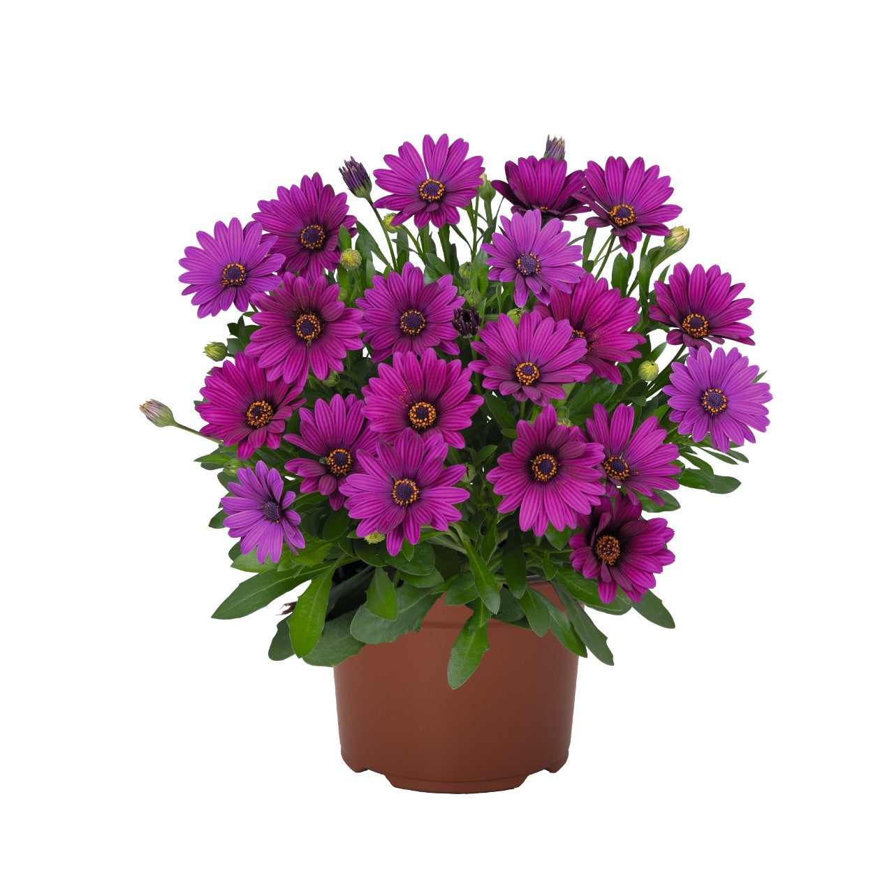 Osteospermum African Daisy 'Margarita'