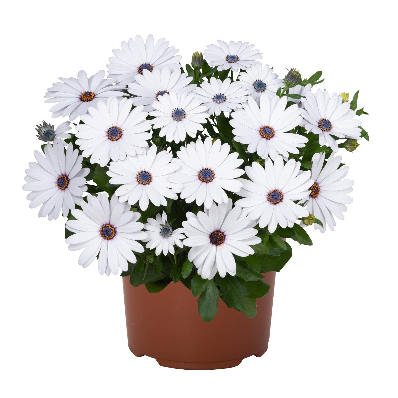 Osteospermum African Daisy 'Margarita'